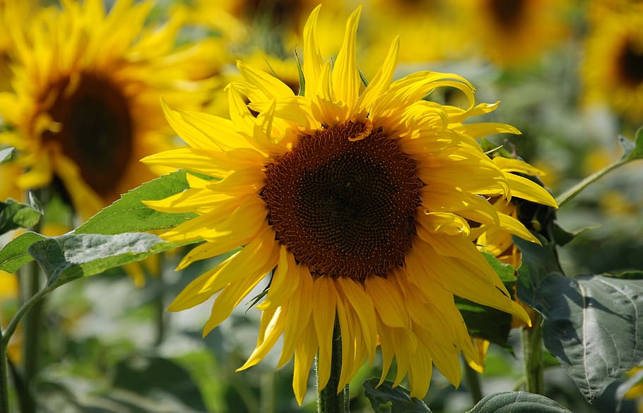 sunflower, helianthus annuus, yellow, flower, seed, colourful, flowering plant, plant, fragility, flower head