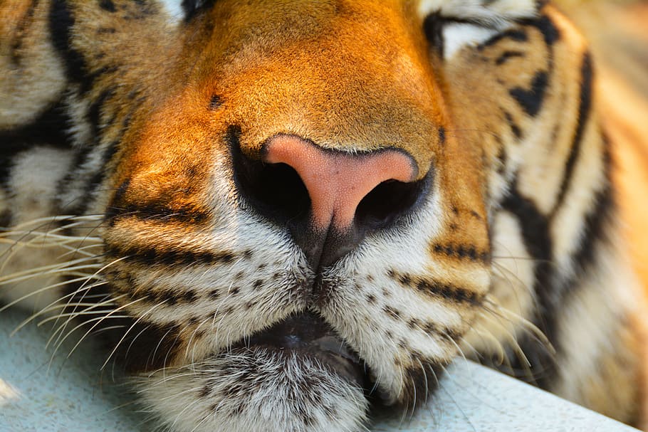 close-up photo, tiger, cat, animal, big, nature, wildlife, carnivore, mammal, feline