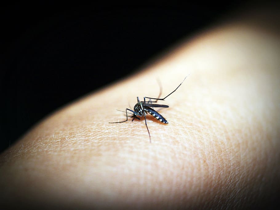 macro photo, mosquito, malaria, gnat, bite, insect, blood, pain, human, sickness