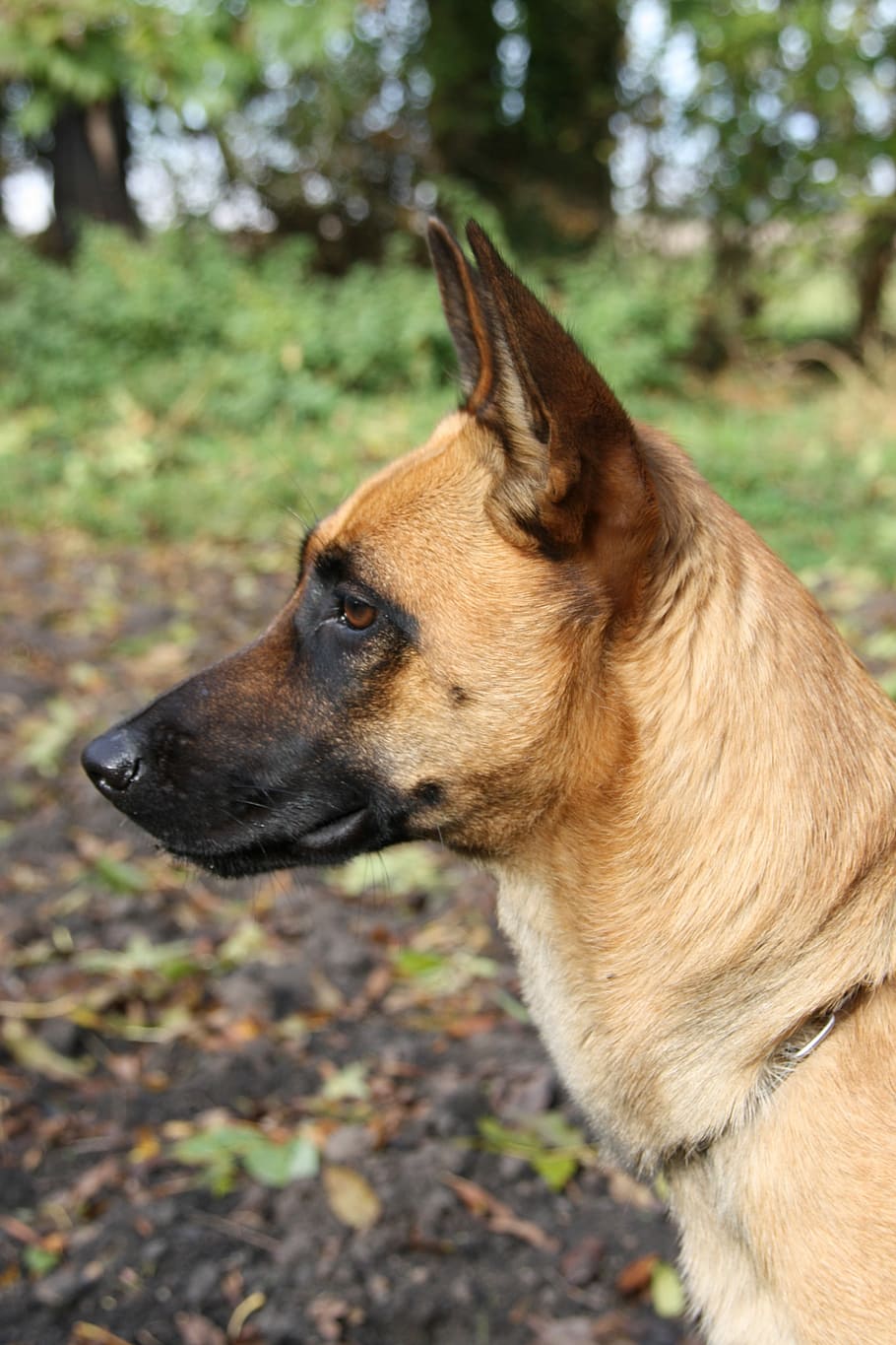 malinois, belgian shepherd dog, bitch, one animal, dog, canine, mammal, domestic, pets, domestic animals
