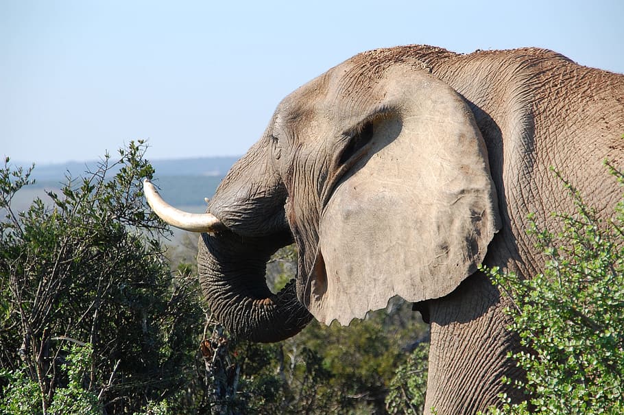 elephant, trees photograph, south africa, wild, nature, wildlife, animals, african elephant, tusks, animal