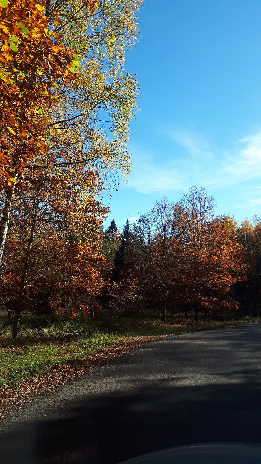 hojas de otoño, otoño, árbol, camino, planta, la carretera, transporte, cambio, cielo, belleza en la naturaleza