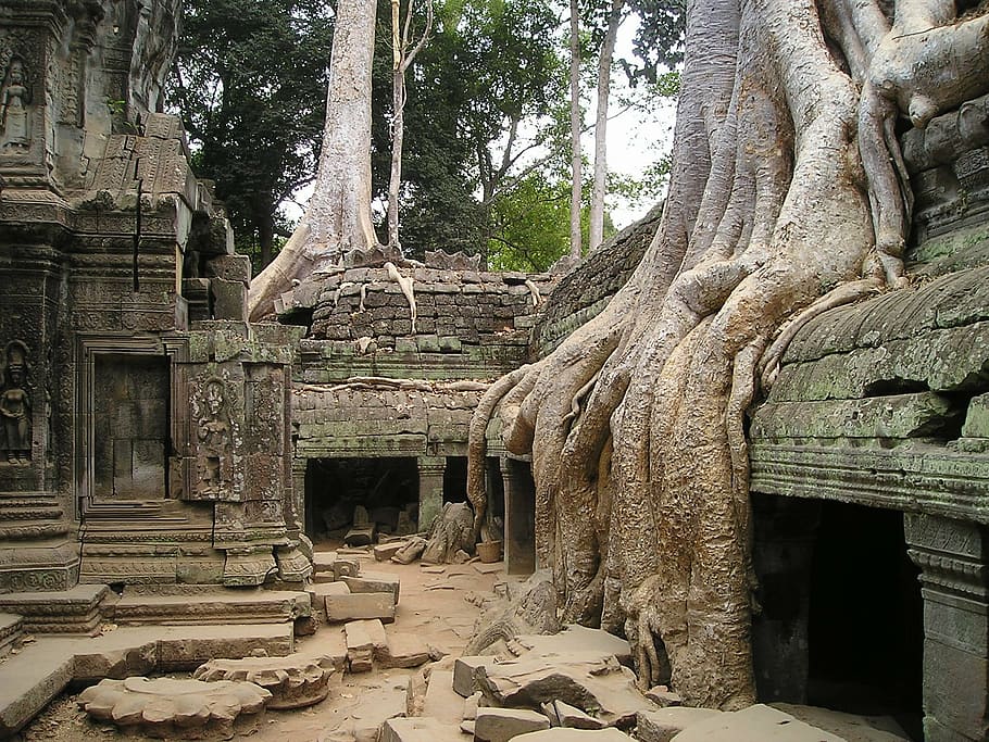 brown, tree trunk, grey, stone structure, angkor, wat, cambodia, overgrown, jungle, temple