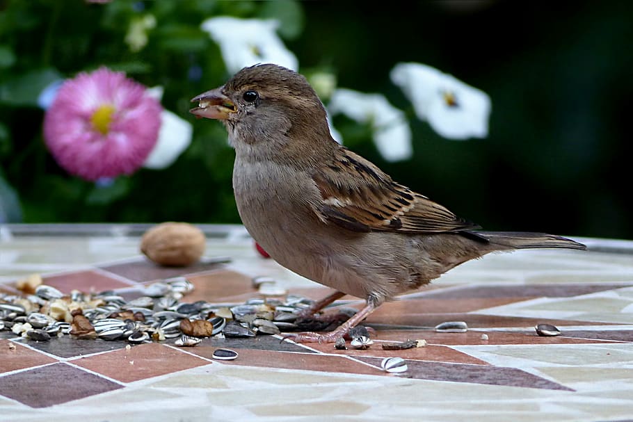 bird, sparrow, sperling, passer domesticus, young, foraging, garden, animal, animal themes, animal wildlife