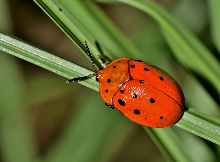 close-up photography, red, beetle perching, grass, beetle, bug, insect, argus tortoise beetle, creature, animal