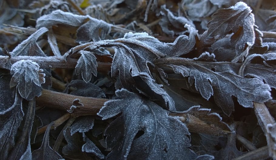 rime, foliage, winter, close-up, focus on foreground, nature, day, abundance, heap, dry
