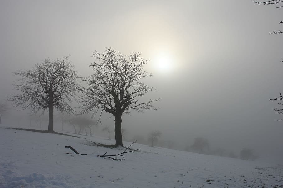 leafless trees, winter, sunrise, sun, snow, trees, landscape, italy, fog, mountains