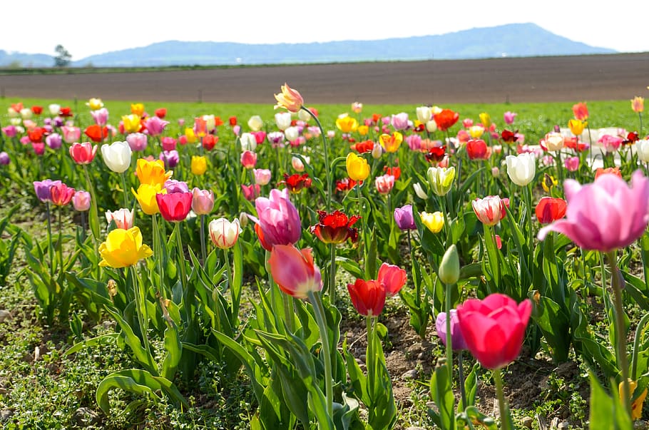 tulips, tulip field, tulpenbluete, spring flowers, field of flowers, spring, bloom, flowers, color, blossomed