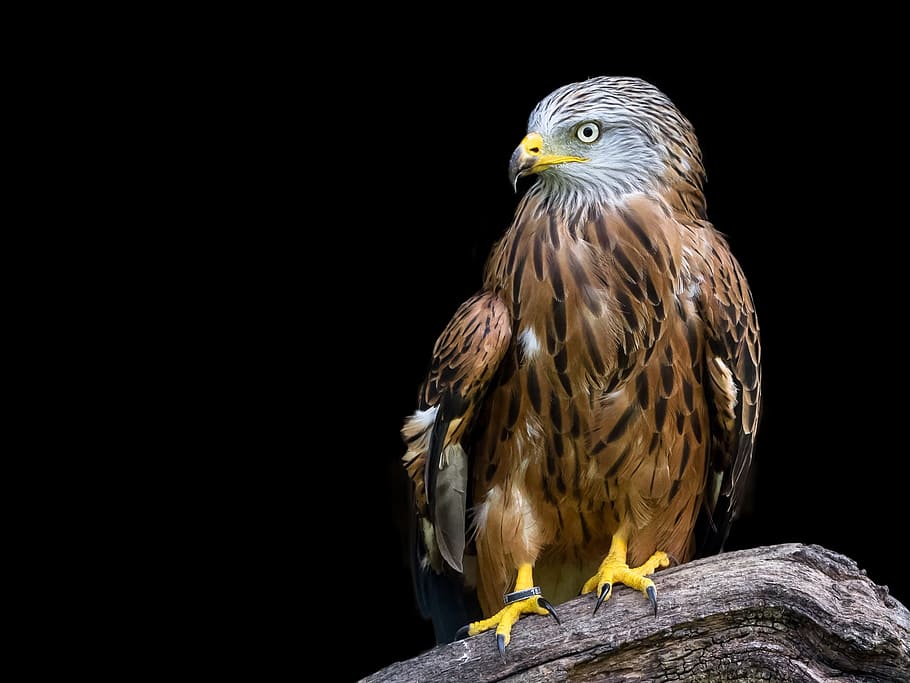 brown, eagle, raptor, red kite, bird, milan, feather, animal, milvus milvus, plumage