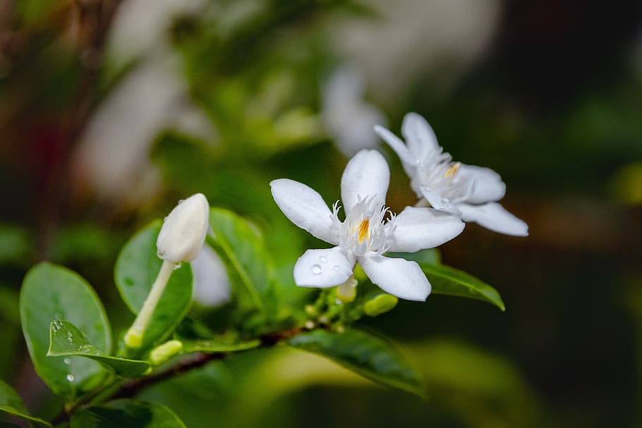jasmine, white, flower, nature, gardenia, bloom, green, leaf, floral, plant
