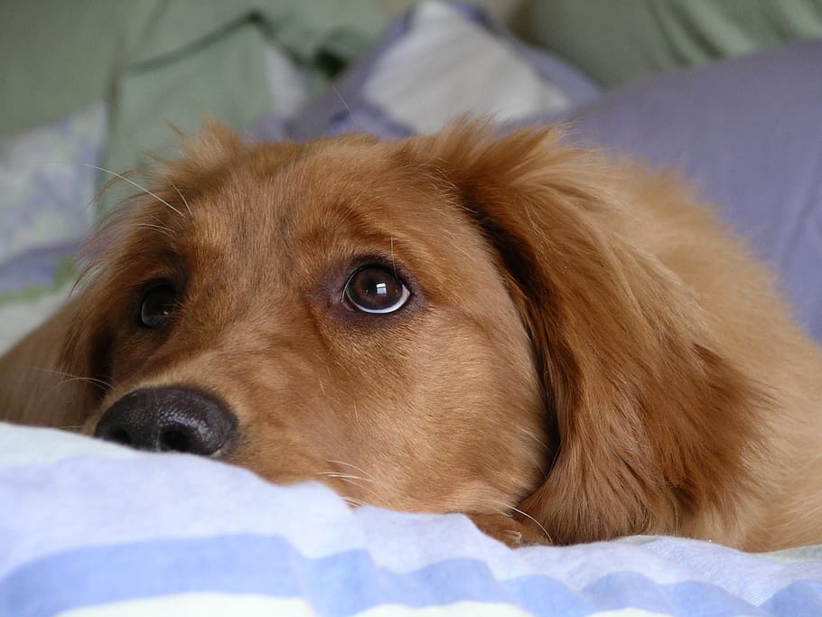 golden retriever, big eyes, cute, dog, adorable, fur, labrador, animal, domestic, ears