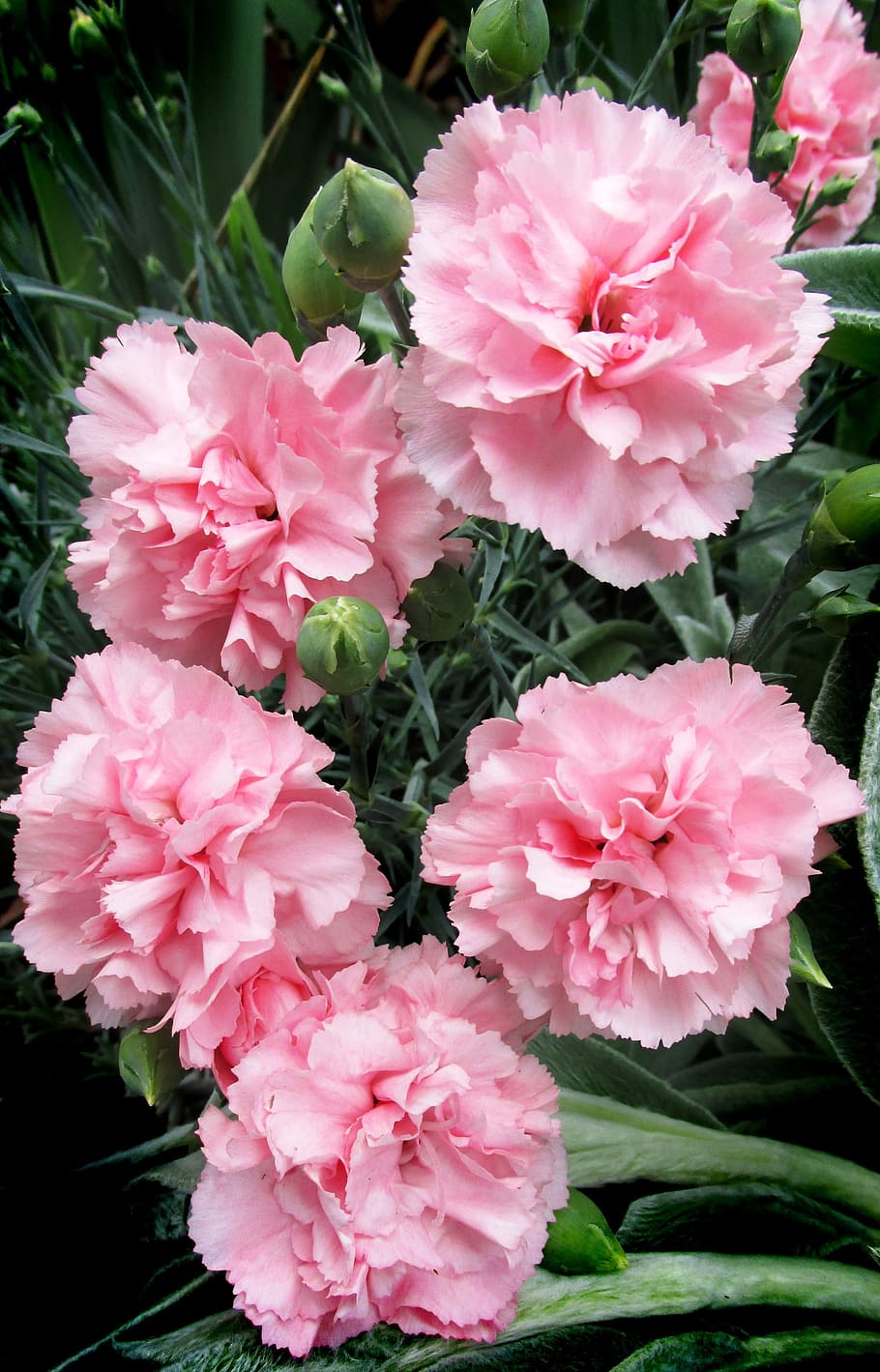 carnations, pink, plant, garden, flowering plant, flower, pink color, petal, beauty in nature, freshness