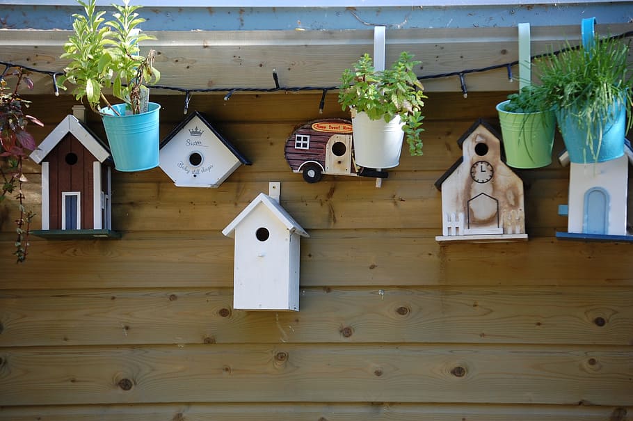 assorted, bird cages, wall, Birdhouse, Nature, Bird, Wooden, House, wooden house, indoors