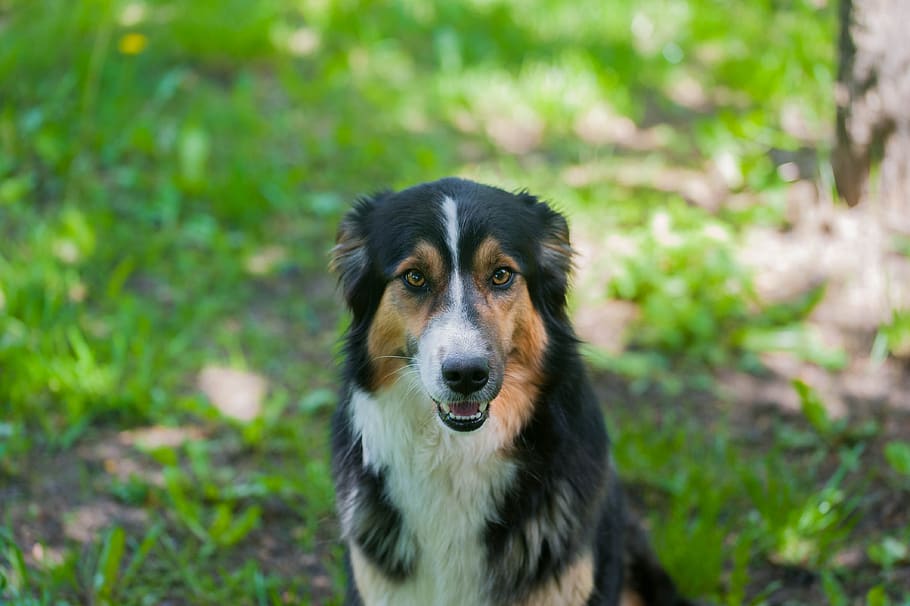 dog, borde, r collie, smile, happy, pets, collie, one animal, canine, mammal