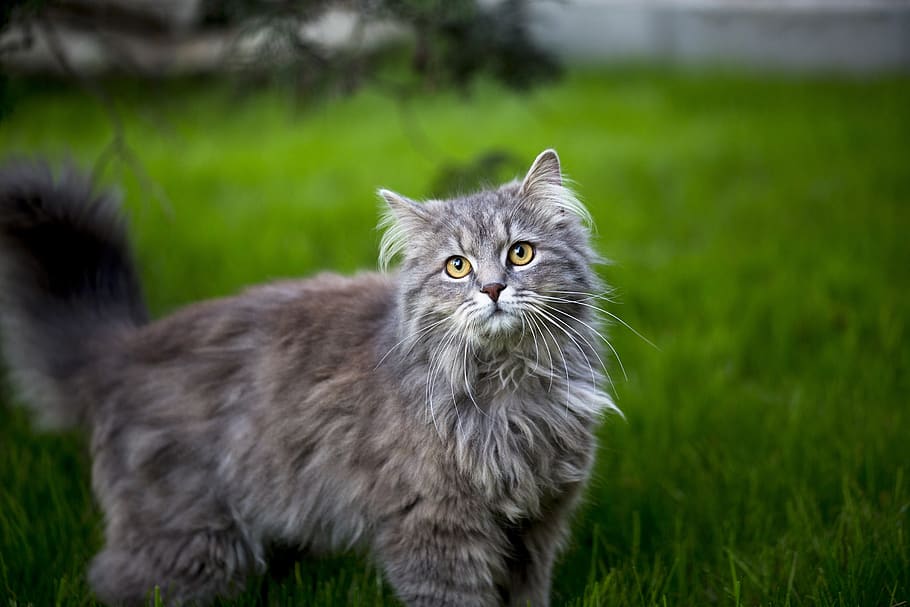 maine coon, young, pet, mammal, animal, whiskers, feline, cat, kitten, child
