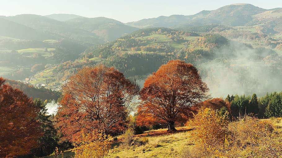 paisaje de otoño, montaña, paisaje, colorido, colores, alemania, naturaleza, bosque negro, otoño, árbol