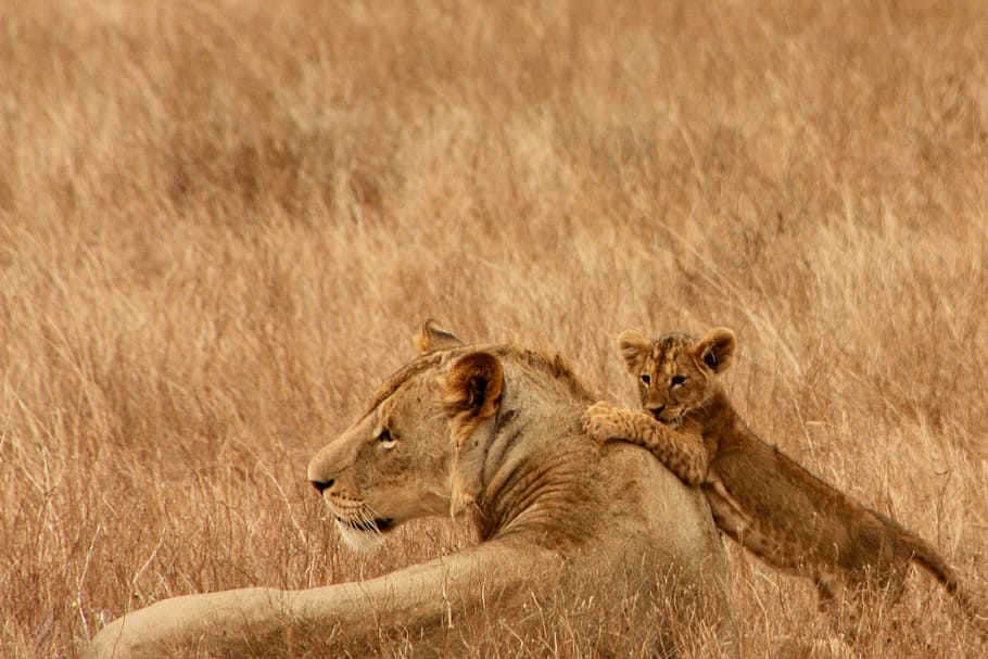 lioness and cub, lion, baby, animal, family, wild, mammal, safari, africa, trip