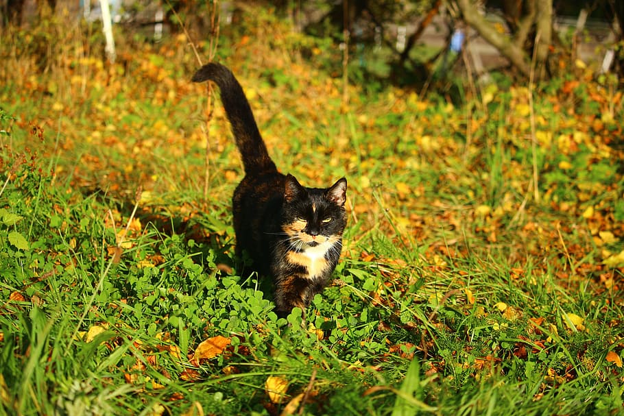 秋 猫 ラッキーキャット 飼い猫 秋の紅葉 3色 1匹の動物 動物のテーマ 哺乳類 動物 Pxfuel