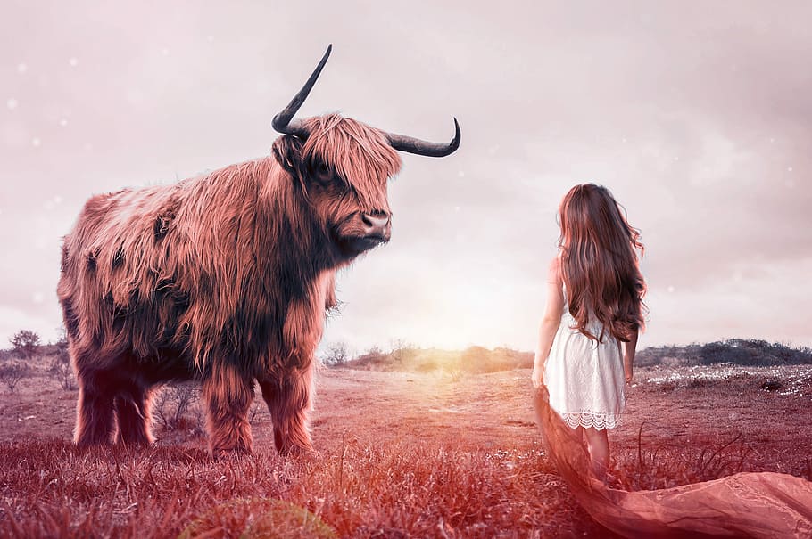 bisonte, frente, menina, criança, touro, carne de bovino, gado, ruminante, vaca, fotografia da vida selvagem