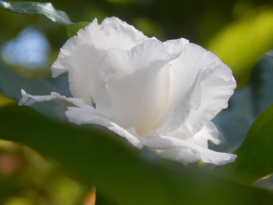 bunga, putih, gardenia, kelopak putih, tanaman berbunga, daun bunga, warna putih, kerentanan, kerapuhan, keindahan di alam