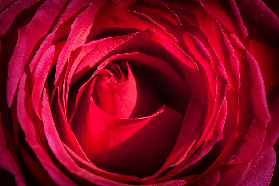 foto makro close-up, merah, mawar, bunga, Close-up, foto makro, mawar merah, alam, valentine, mawar - Bunga