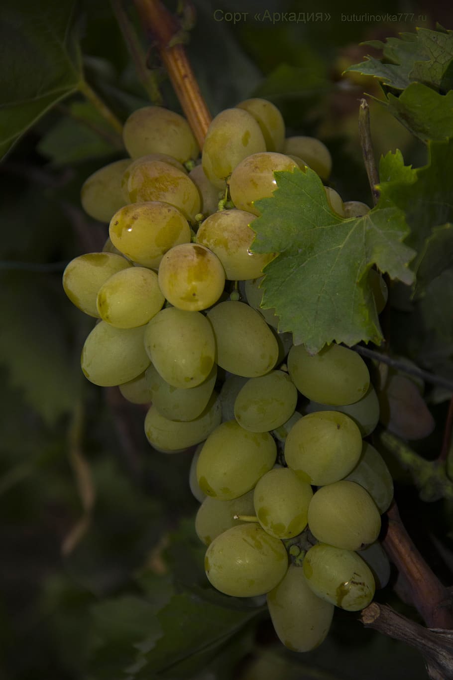 grapes, arcadia, grade, white, table, healthy eating, food and drink, fruit, growth, green color