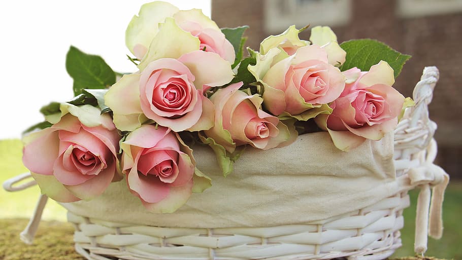 pink, white, roses, arrange, wicker, basket, noble roses, flowers, pink roses, pink precious roden