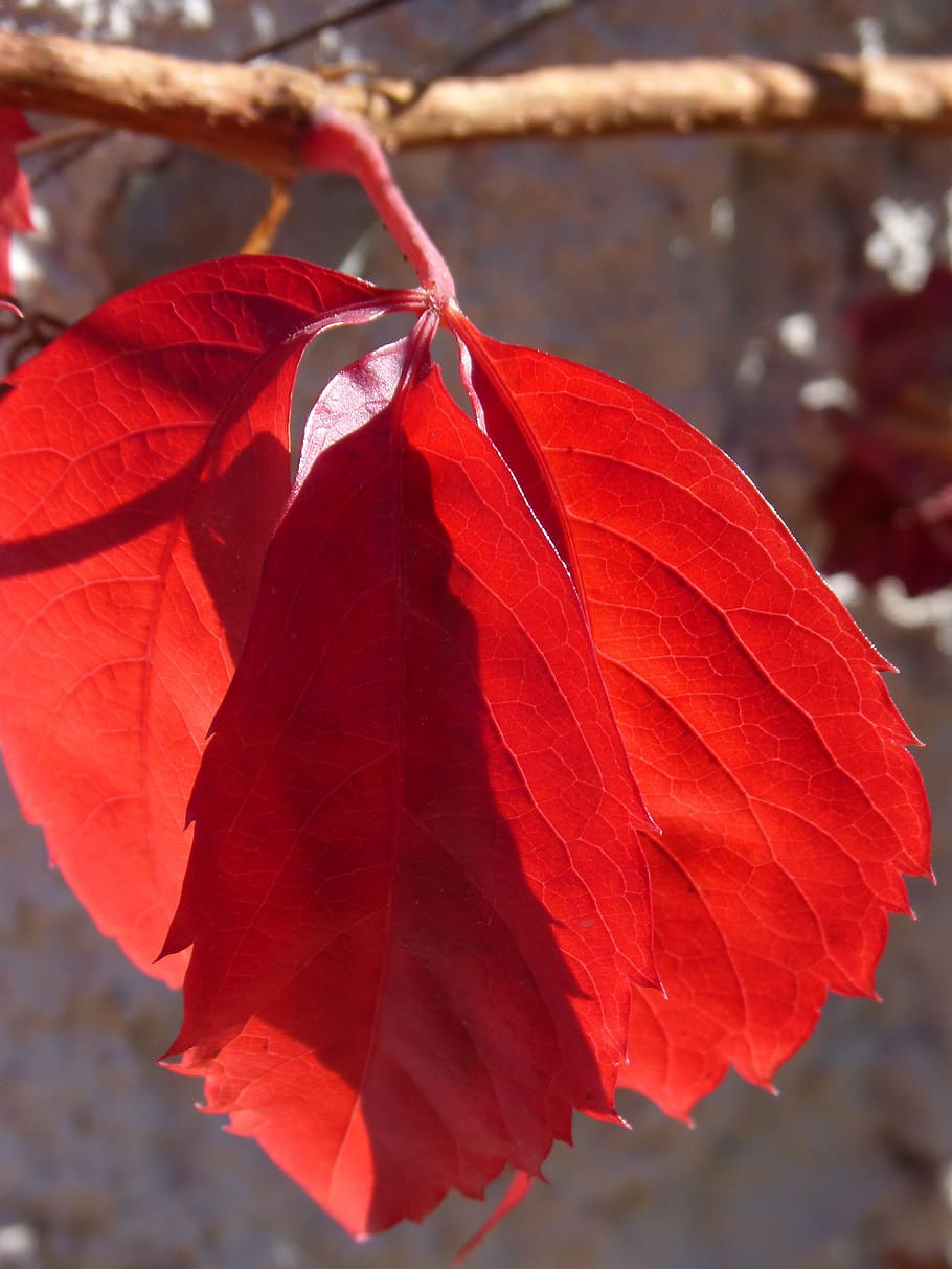 red leaf, translucent, autumn, fall leaves, rosewood, leaf, red, plant part, close-up, focus on foreground