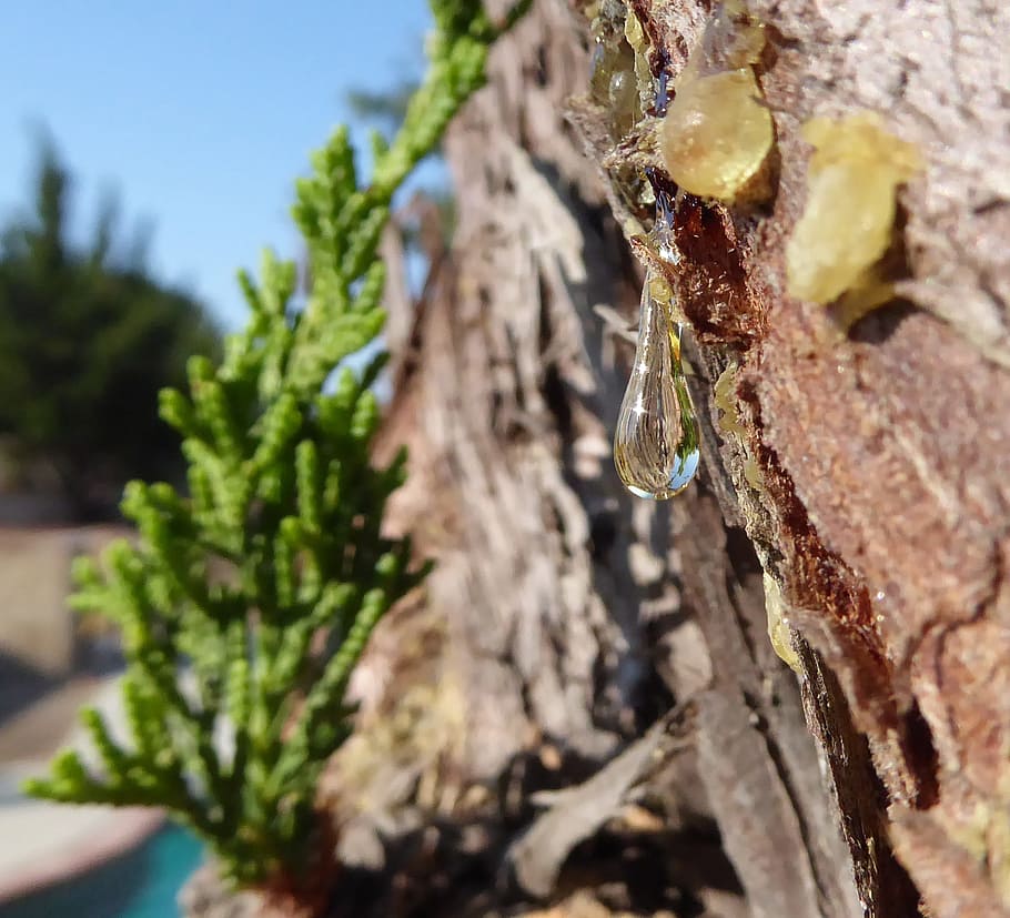 drop of sap, sap, crystal sap, droplet, tree sap, tree bark, pine tree, close-up, plant, nature