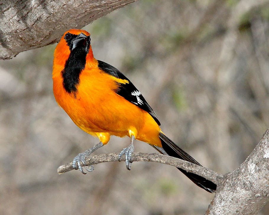 orange, black, gray, branch, Altamira Oriole, Bird, Nature, perched, wildlife, songbird