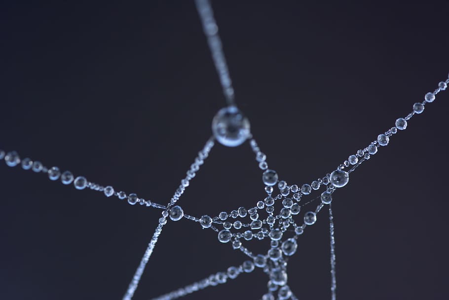 macro-lens, water droplets, spider web, frozen, dew, cobweb, web, frost, thread, black background