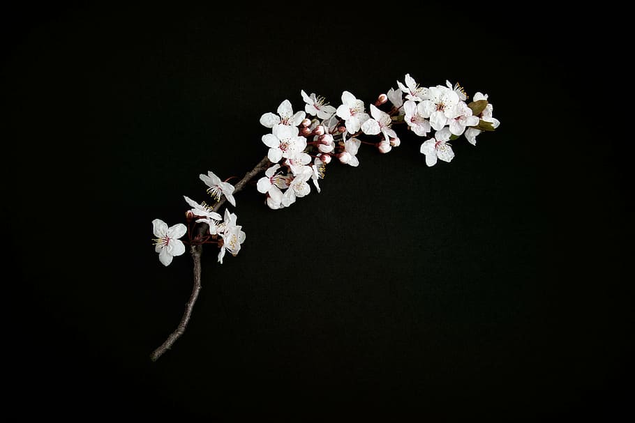 white, flowers, black, background, cherry blossom, cherry twig, cherry