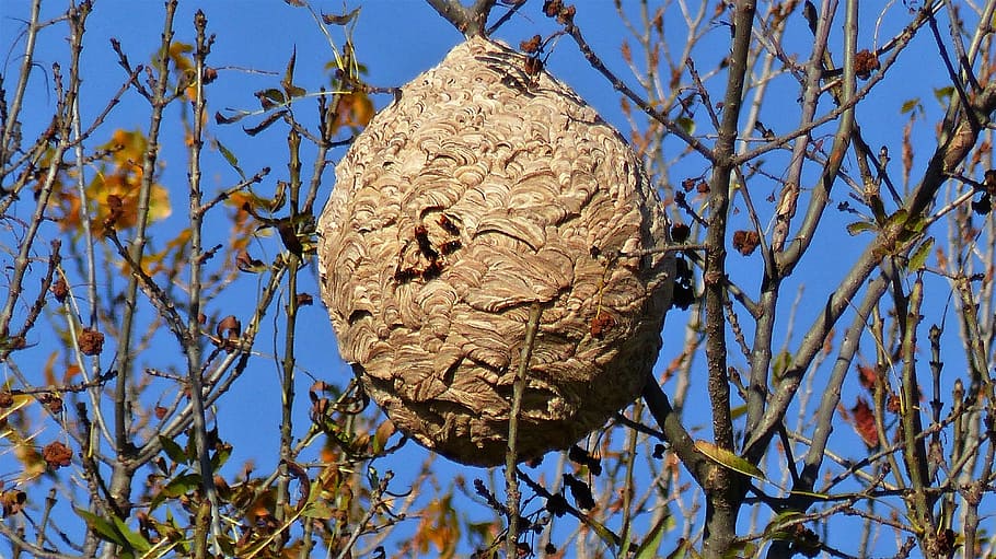 insects, nest, nature, asian hornet, invasive species, plant, day, tree, close-up, focus on foreground