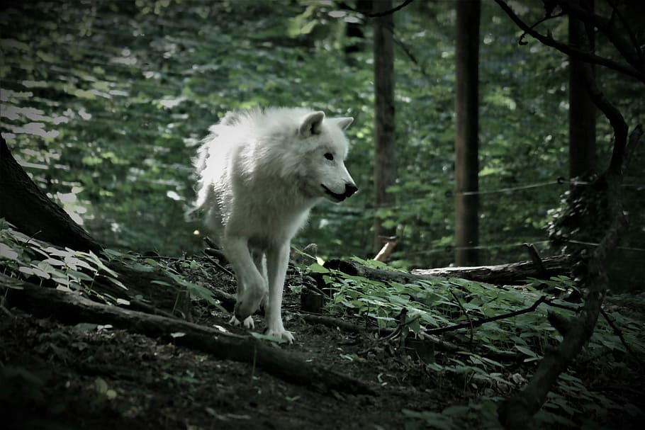 wildlife photography, white, wolf, animal, predator, pack animal, zoo, carnivores, tree, forest