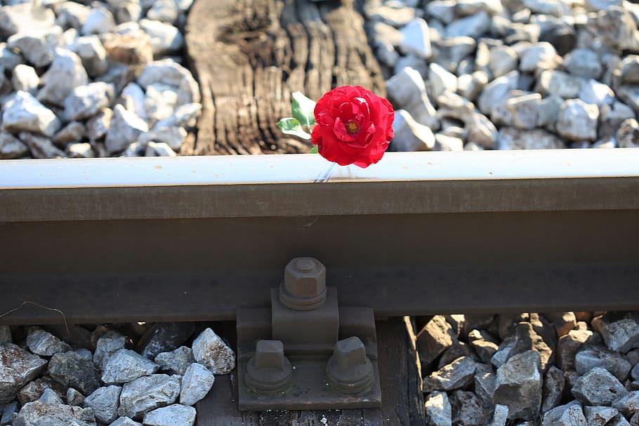 red rose on railway crossing, accident, drive carefully, solid, day, nature, stone - object, red, flower, rock