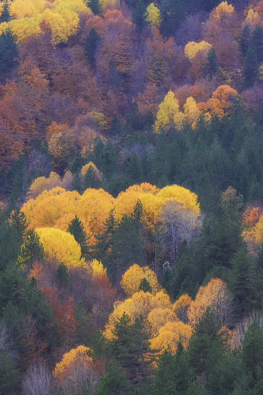 autumn, nature, forest, landscape, trees, mood, leaves, fog, fantasy, away