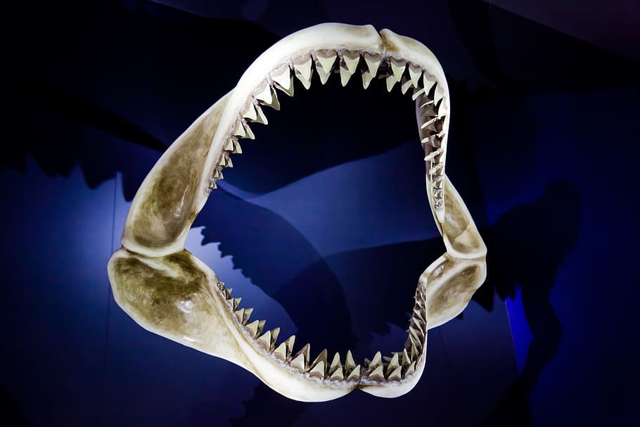 mandíbula de tiburón blanco, esqueleto, animal, grande, mordida, peligro, peligroso, miedo, mandíbula, mandíbulas