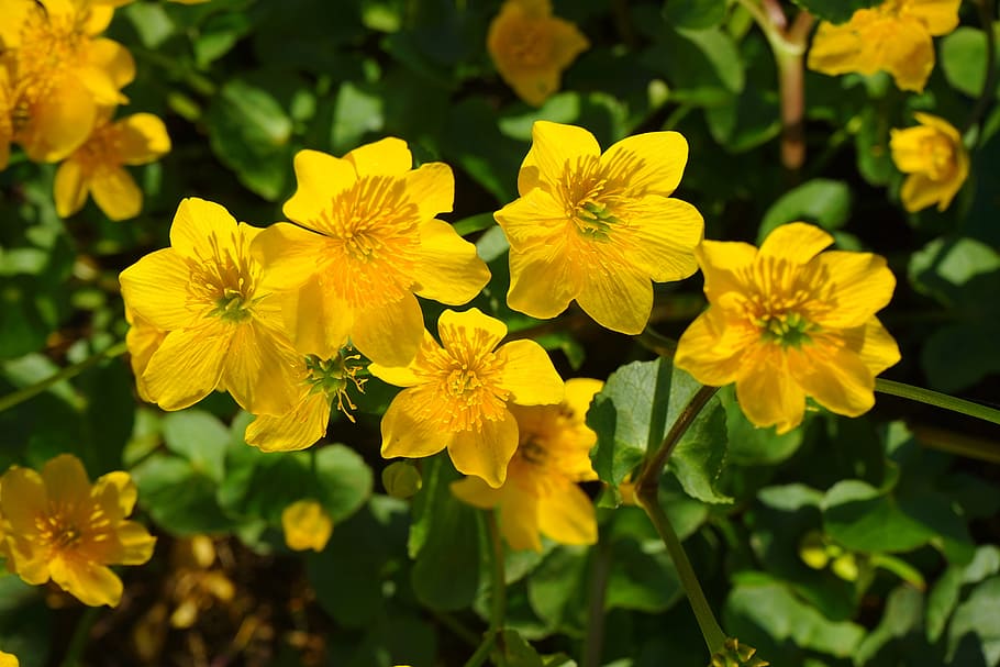 caltha palustris, flowers, yellow, hahnenfußgewächs, ranunculaceae, marsh-marigold, dotterblume, ranunculus, spring flower, slightly toxic
