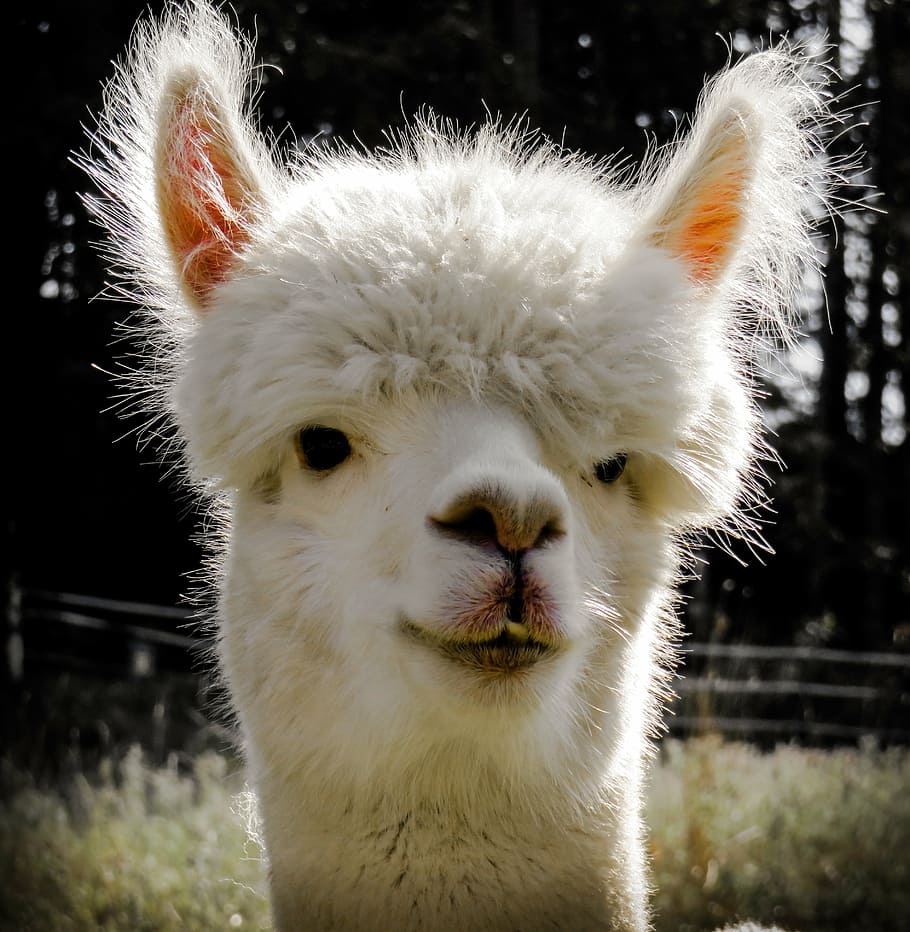 white llama, alpaca, head, animal, animal portrait, wildlife photography, mimic, ears, wool, fluffy