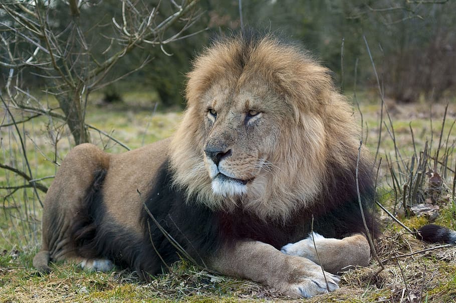 lion, lying, bush, zoo, male lion, expensive, animal wildlife, animal  themes, animal, lion - feline | Pxfuel