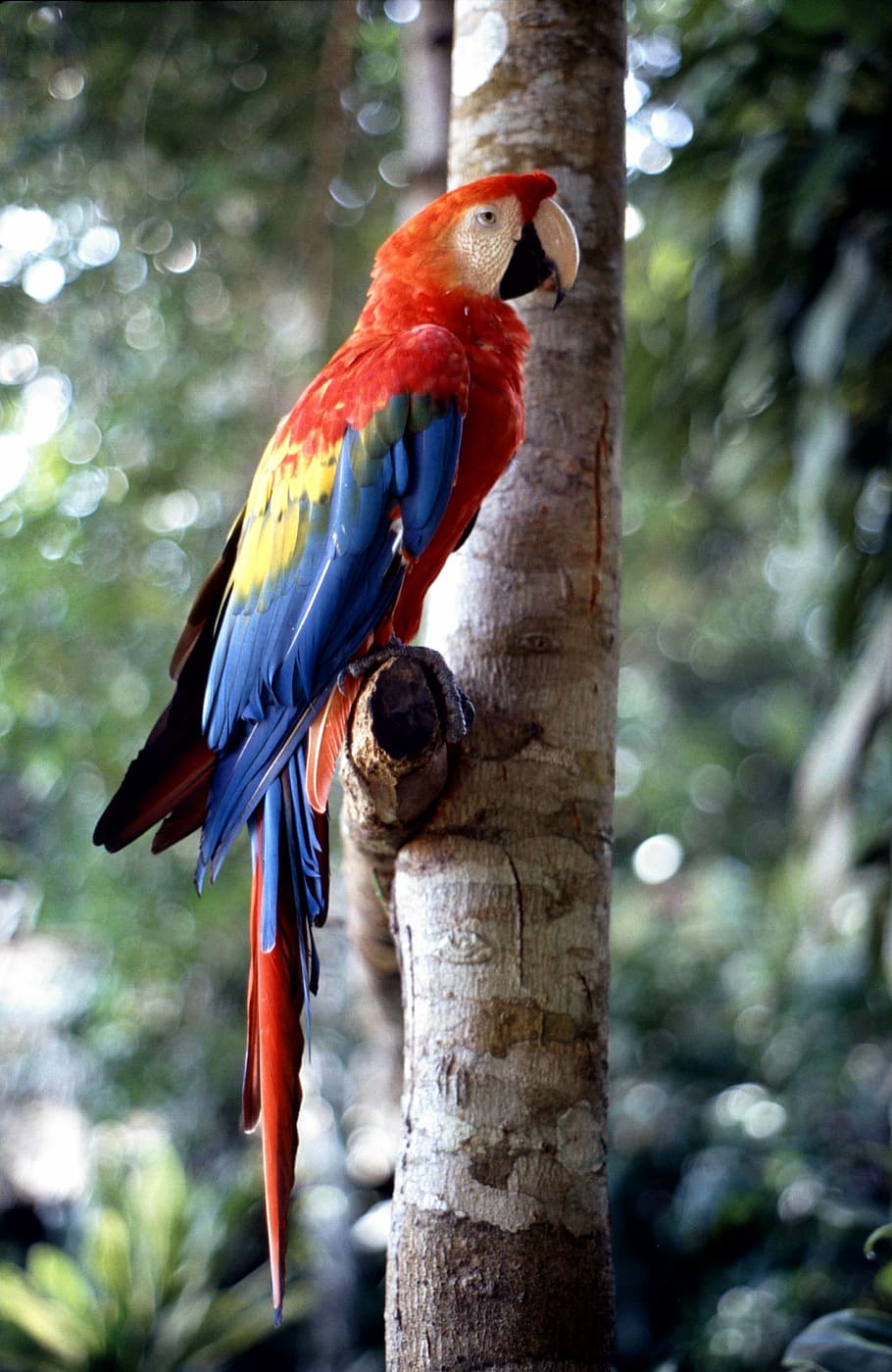 closeup, photography, scarlet, macaw, perched, tree, ara, bird, parrot, colorful