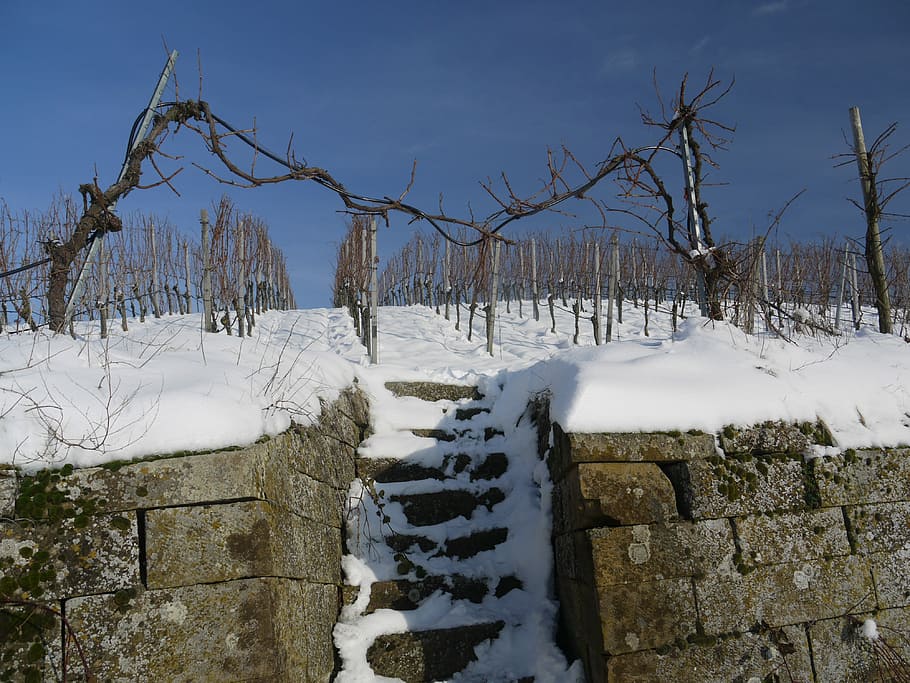 Vineyard, Winter, Snow, Wintry, dream day, white, cold, rest, snowy, landscape