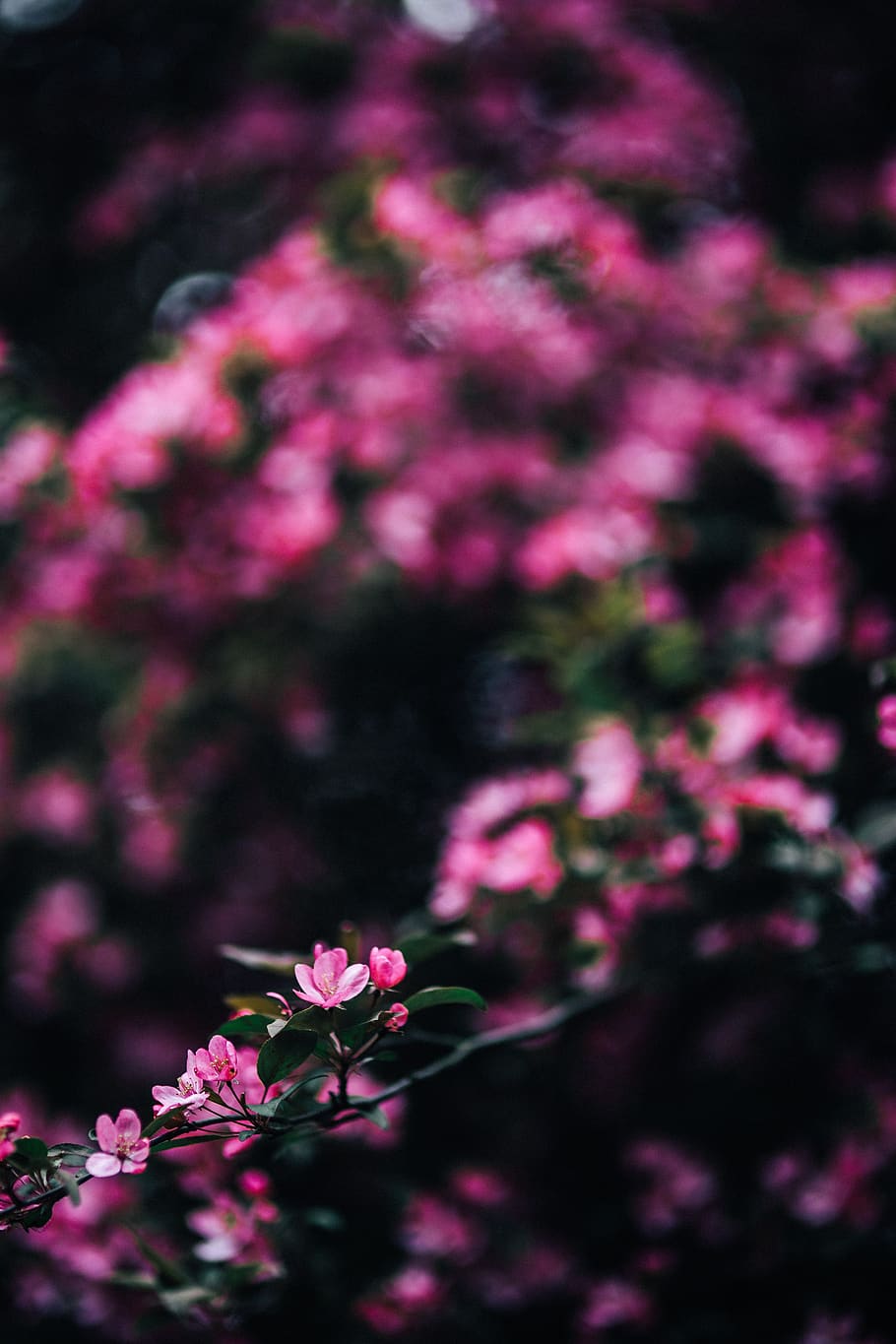 flowers, copy space, blooming, pink, spring, blossom, branches, springtime, Lovely, tree