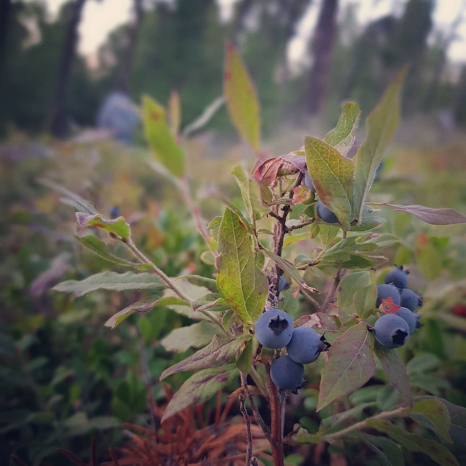 blueberries, blueberry bush, berry picking, nature, growth, plant, fruit, healthy eating, food and drink, food