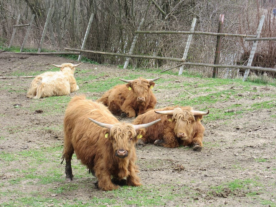 highland cattle, pasture, scottish highland cattle, shaggy, fur, horns, livestock, animal, ruminant, beef