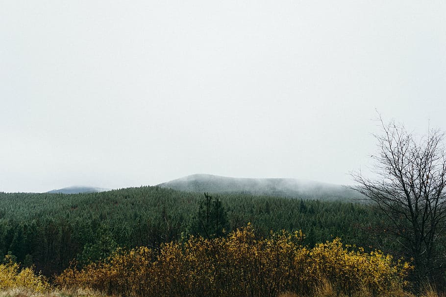 trees, cloudy, sky, green, near, mountain, fog, forest, nature, bushes