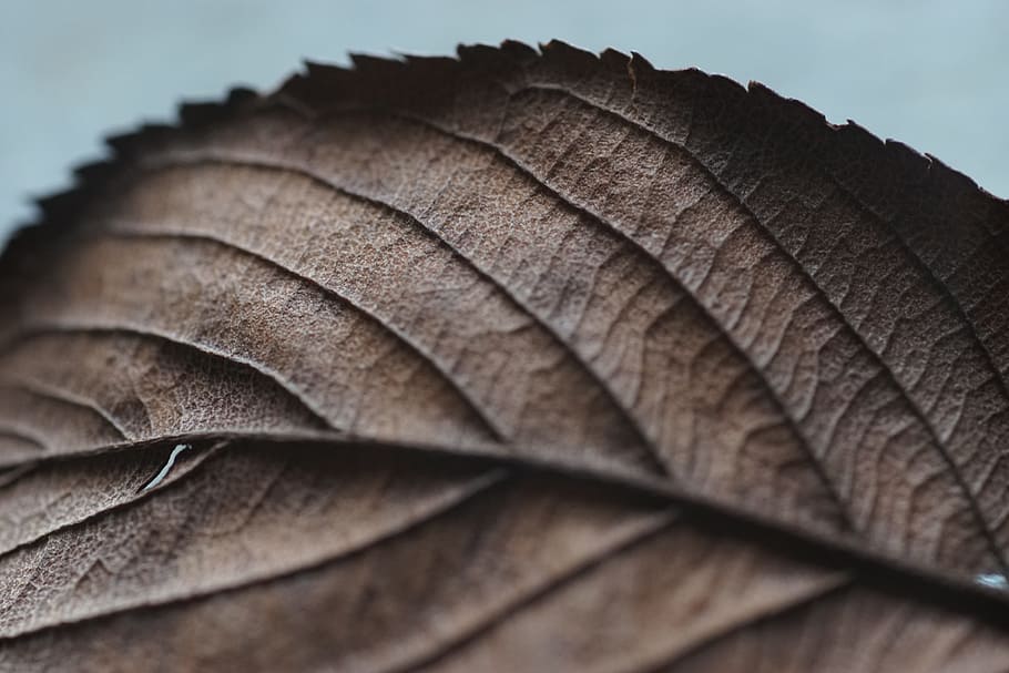 closeup, photography, withered, leaf, veins, nerves, macro, pattern, texture, natural
