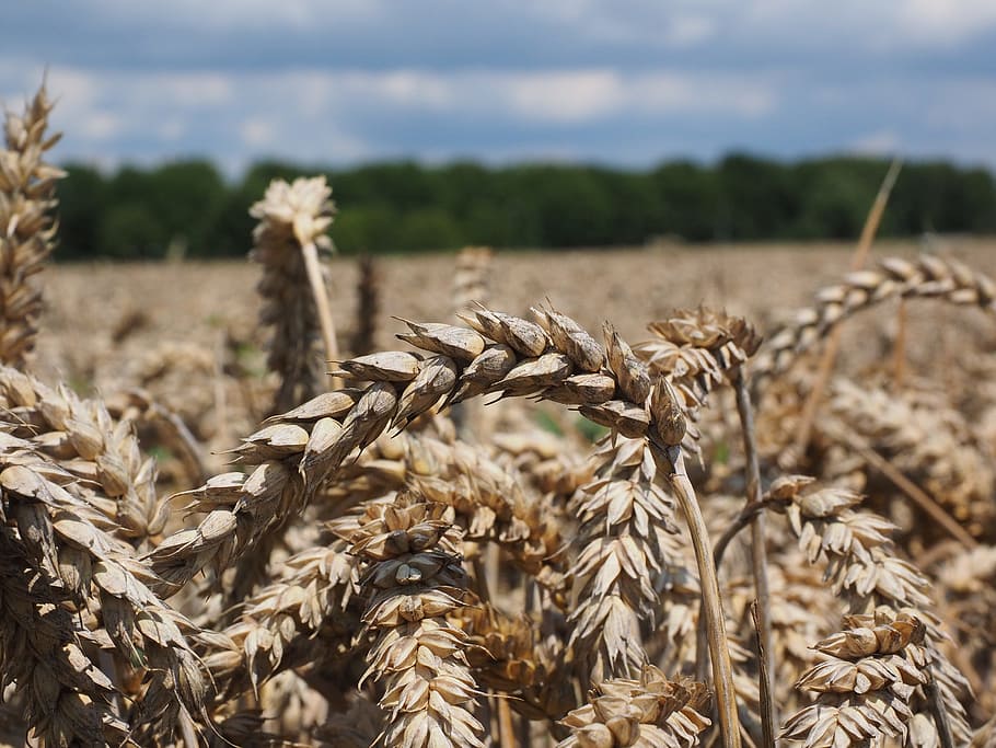 Wheat, Spike, Cereals, Grain, wheat spike, field, wheat field, cornfield, plant, eat