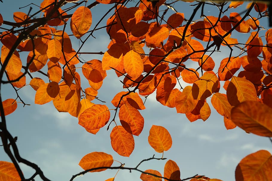 low, angle photo, orange, leaf tree, clear, blue, sky, amelanchier, leaves, autumn