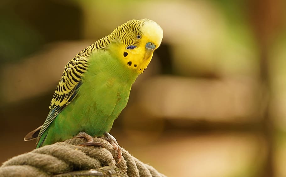 shallow, focus photography, green, yellow, parakeet, shallow focus, photography, budgie, birds, feather